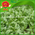 Verduras frescas Crowndaisy Crisantemo Hortalizas de hoja